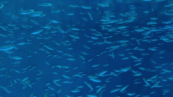 沙丁鱼鱼群在蓝色的海洋中游动