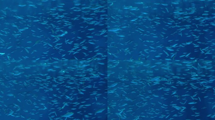 沙丁鱼鱼群在蓝色的海洋中游动