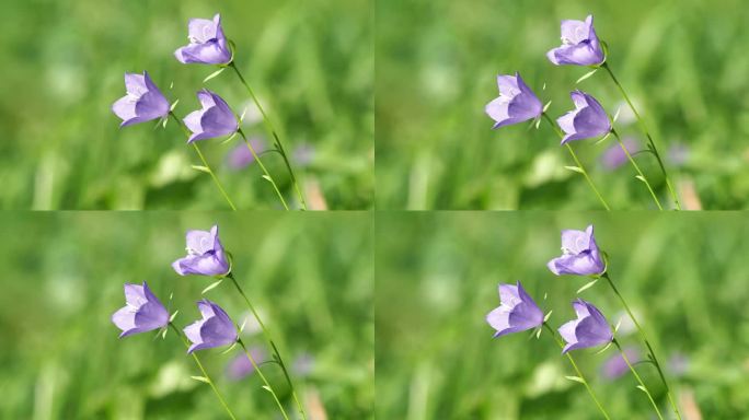 桃叶风铃花紫色花，桃叶风铃花