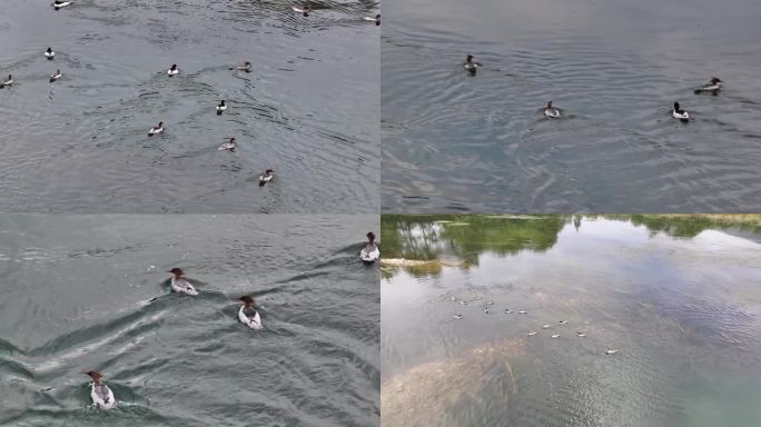 湿地公园中华沙鸭鸳鸯戏水