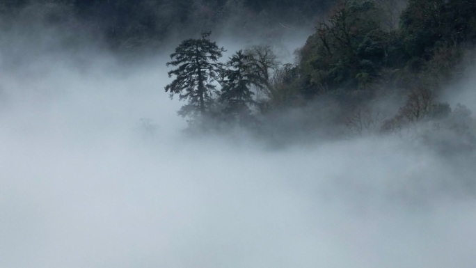 在雾蒙蒙的日子里，山上的森林树木的航拍镜头