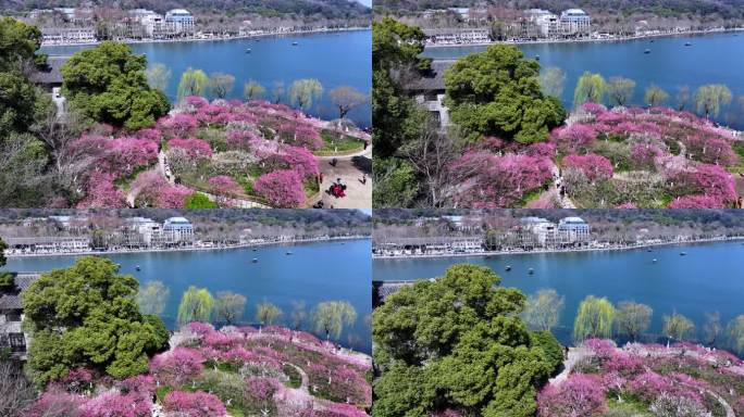 杭州西湖孤山公园梅花盛开航拍