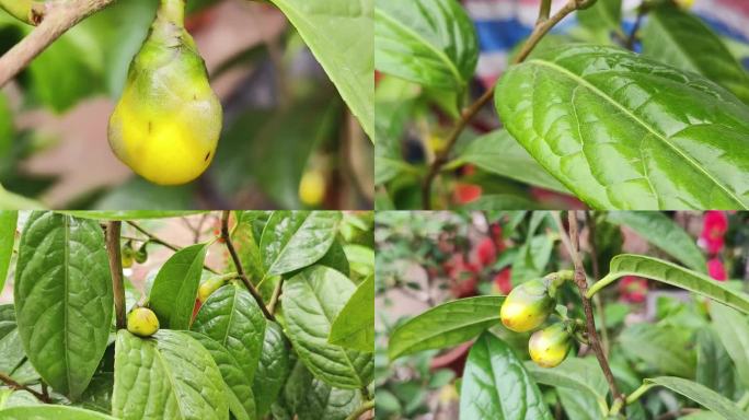 金花茶绽放  金花茶金花茶 金花植物界