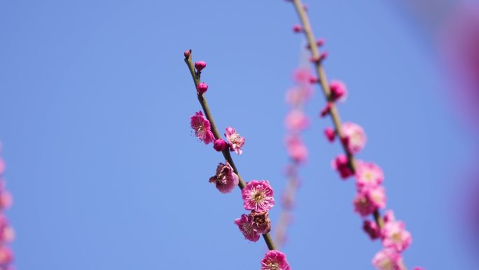 三月梅花盛开