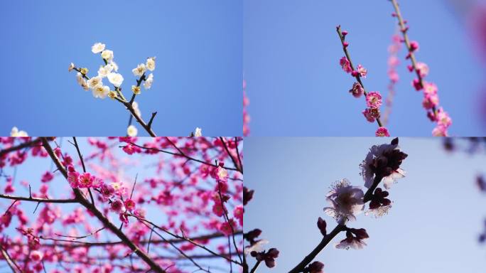 三月梅花盛开
