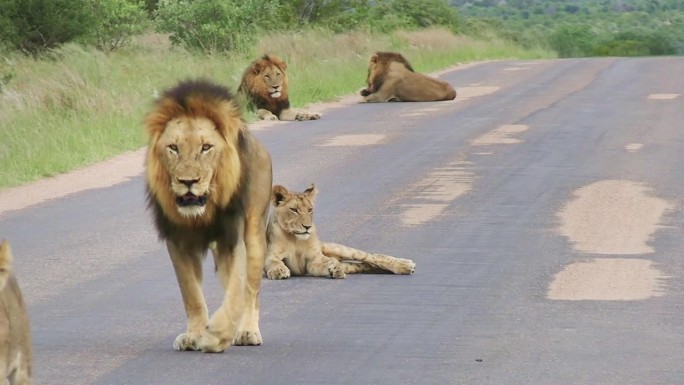 威严的雄狮首领，无所畏惧的掠食者，带着母狮威吓地行走