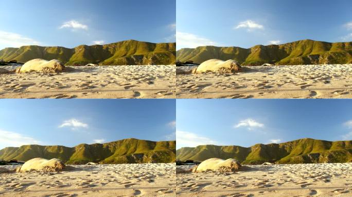 昏昏欲睡的南部象海豹在下午晚些时候小睡，奥鲁斯海滩