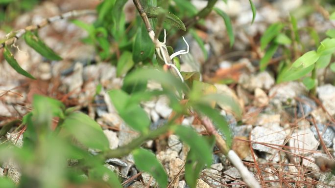 霍山石斛基地采摘石斛细节3