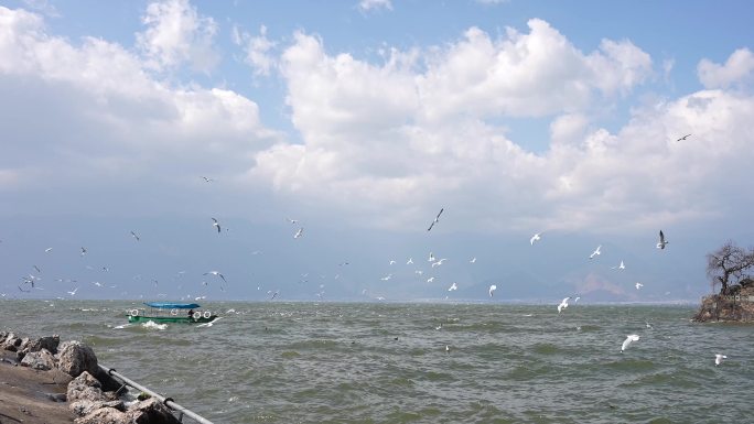 大理洱海的海鸥与人群，蓝天白云候鸟飞翔