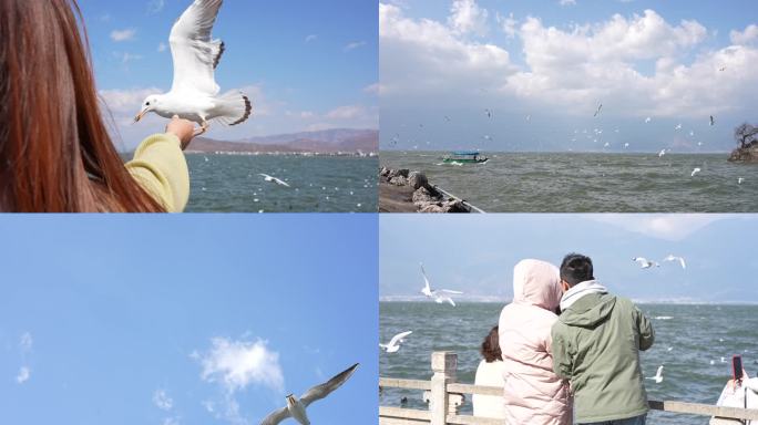 大理洱海的海鸥与人群，蓝天白云候鸟飞翔