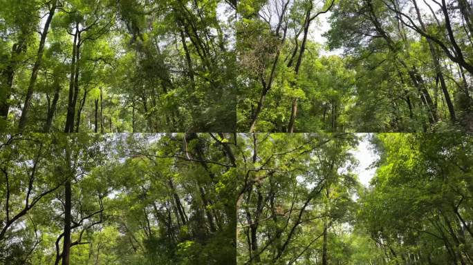 绿色的森林树木树林