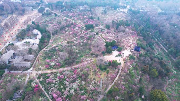 v3南京梅花山景区4k航拍