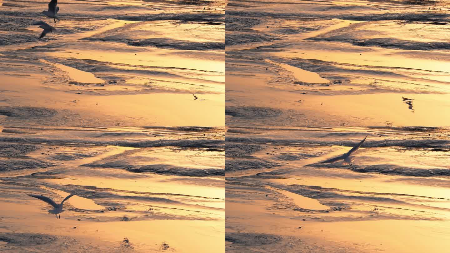 夕阳下飞翔的海鸥