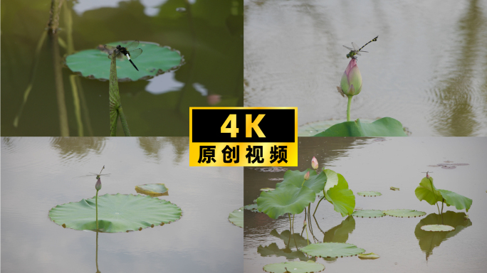 蜻蜓亭亭玉立荷花池塘湖光波影【精选合集】