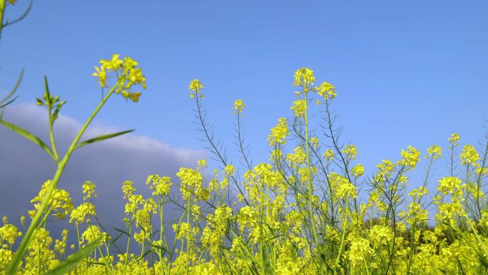 4K蓝天白云下的油菜花踏春花海乡村振兴