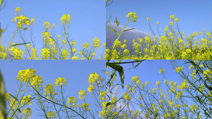 4K蓝天白云下的油菜花踏春花海乡村振兴