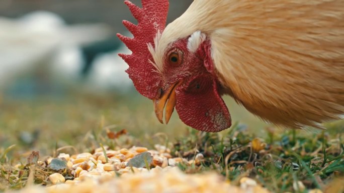 鸡在农村农场吃新鲜玉米粒的特写侧视图
