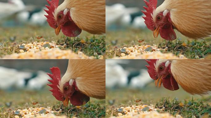 鸡在农村农场吃新鲜玉米粒的特写侧视图