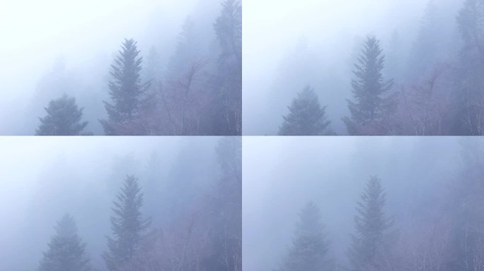 空中缓慢倾斜在幽灵树通过浓雾在一个空灵的喜怒无常的山林