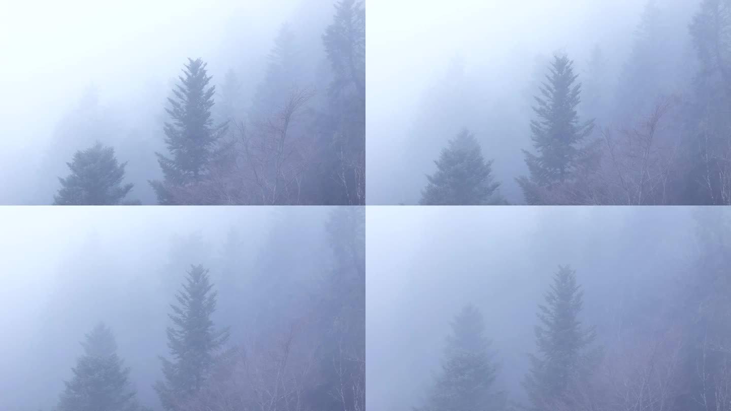 空中缓慢倾斜在幽灵树通过浓雾在一个空灵的喜怒无常的山林