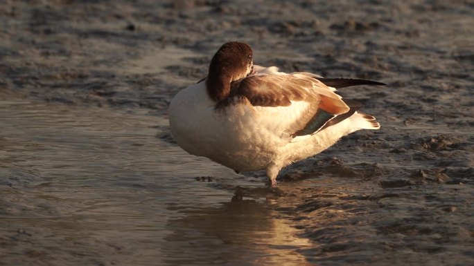 在退潮和傍晚的黄金时段，一只雏鸭站在泥滩上