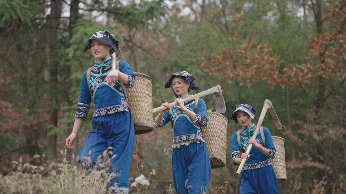 少数民族女孩采收冬天麻实拍合集