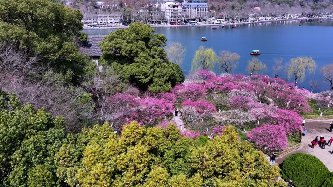 杭州西湖孤山公园梅花盛开航拍