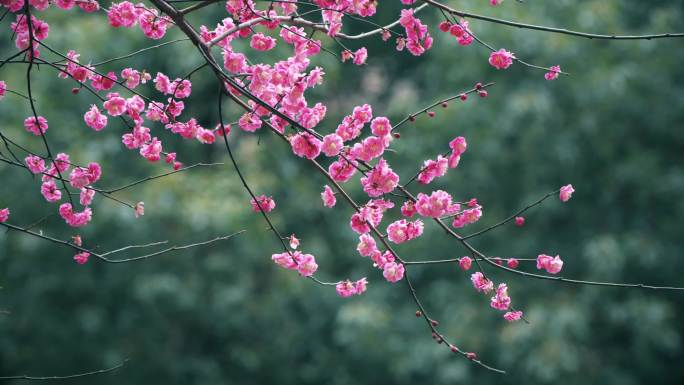 绿色背景粉色梅花