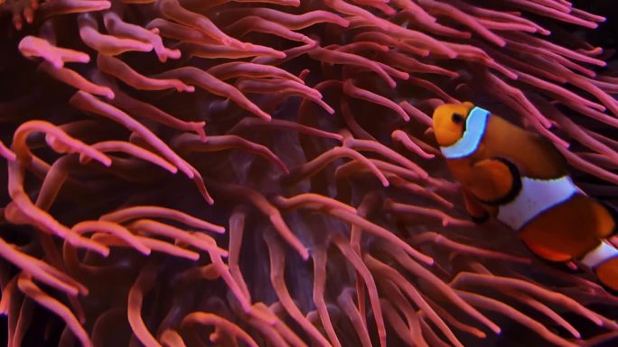 珊瑚礁联盟:小丑鱼和海葵的伙伴关系