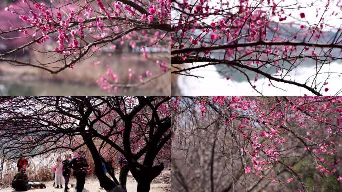 苏州的春天二十四节气惊蛰梅花园