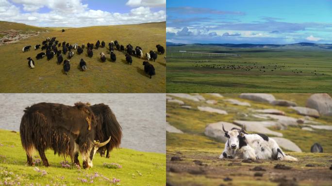 青藏高原西藏牦牛放牧牦牛群