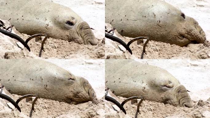 著名的南象海豹在海滩上进行一年一度的换毛，远摄