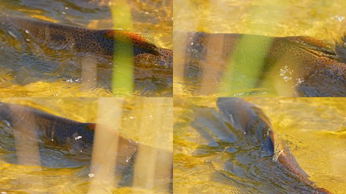 鲑鱼产卵时，成年鲑鱼回到它们出生的淡水栖息地产卵。鱼逆流而上，逆流而下。加纳拉斯卡河，科贝特大坝，安