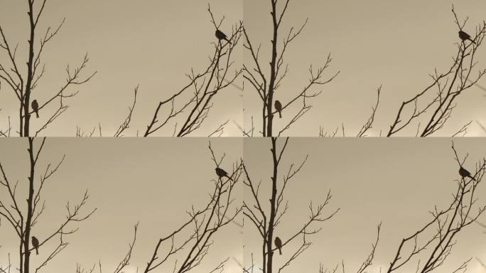 常见的芦苇猎鸟(Emberiza schoeniclus) -唱歌的鸟