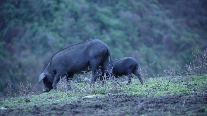 藏香猪黑猪生态猪养殖