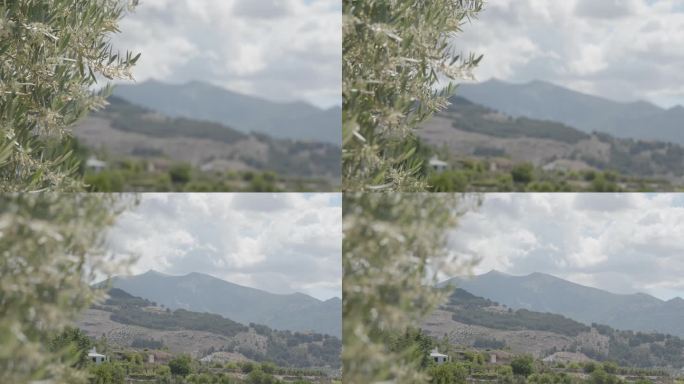 阴天，橄榄花与山为背景
