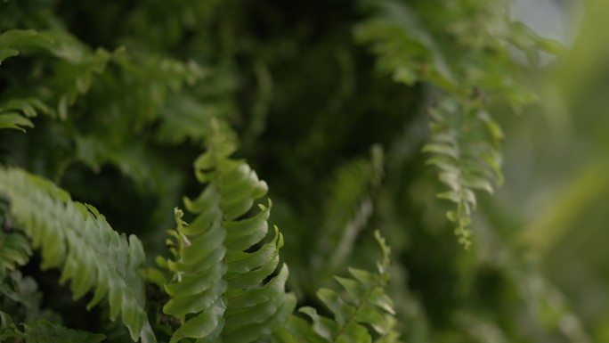 蕨类植物肾蕨细节特写