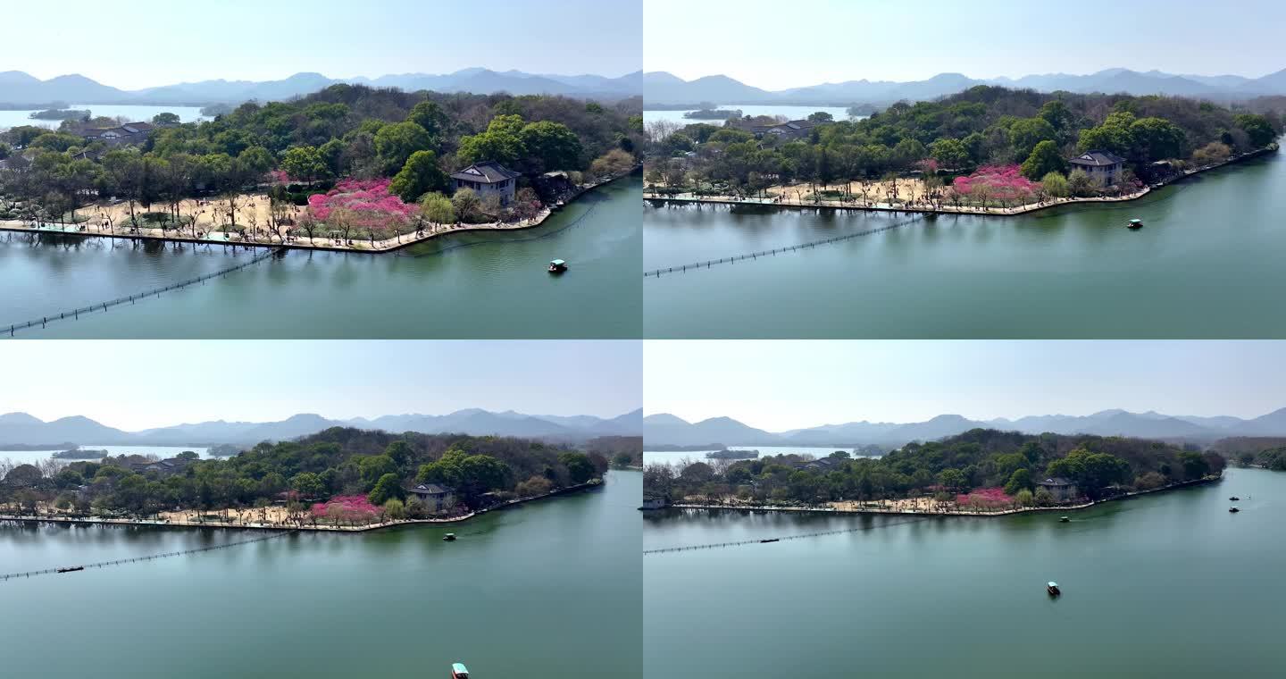 杭州西湖孤山公园梅花盛开航拍