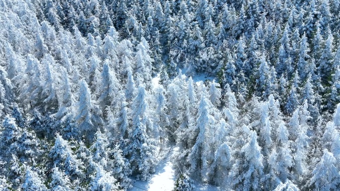 化龙山雾淞 下雪森林 阳光下的雪