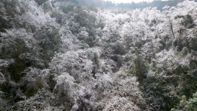 鸟瞰白雪和白霜覆盖的森林