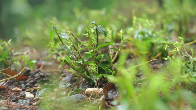 下雨天的石斛