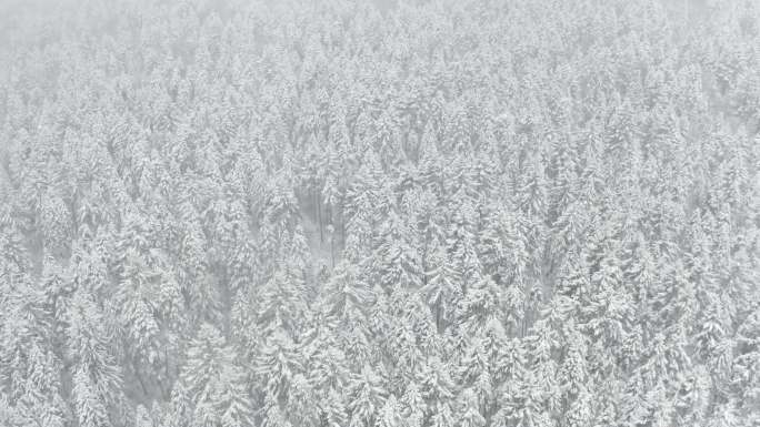 森林雪景 航拍4K