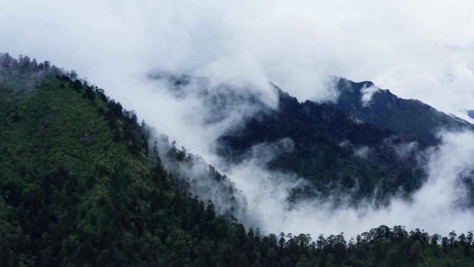 雨雾缭绕的高山雨林