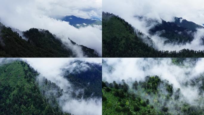 雨雾缭绕的高山雨林