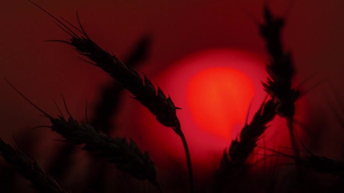 时间流逝，太阳落在麦秆后面。麦穗。