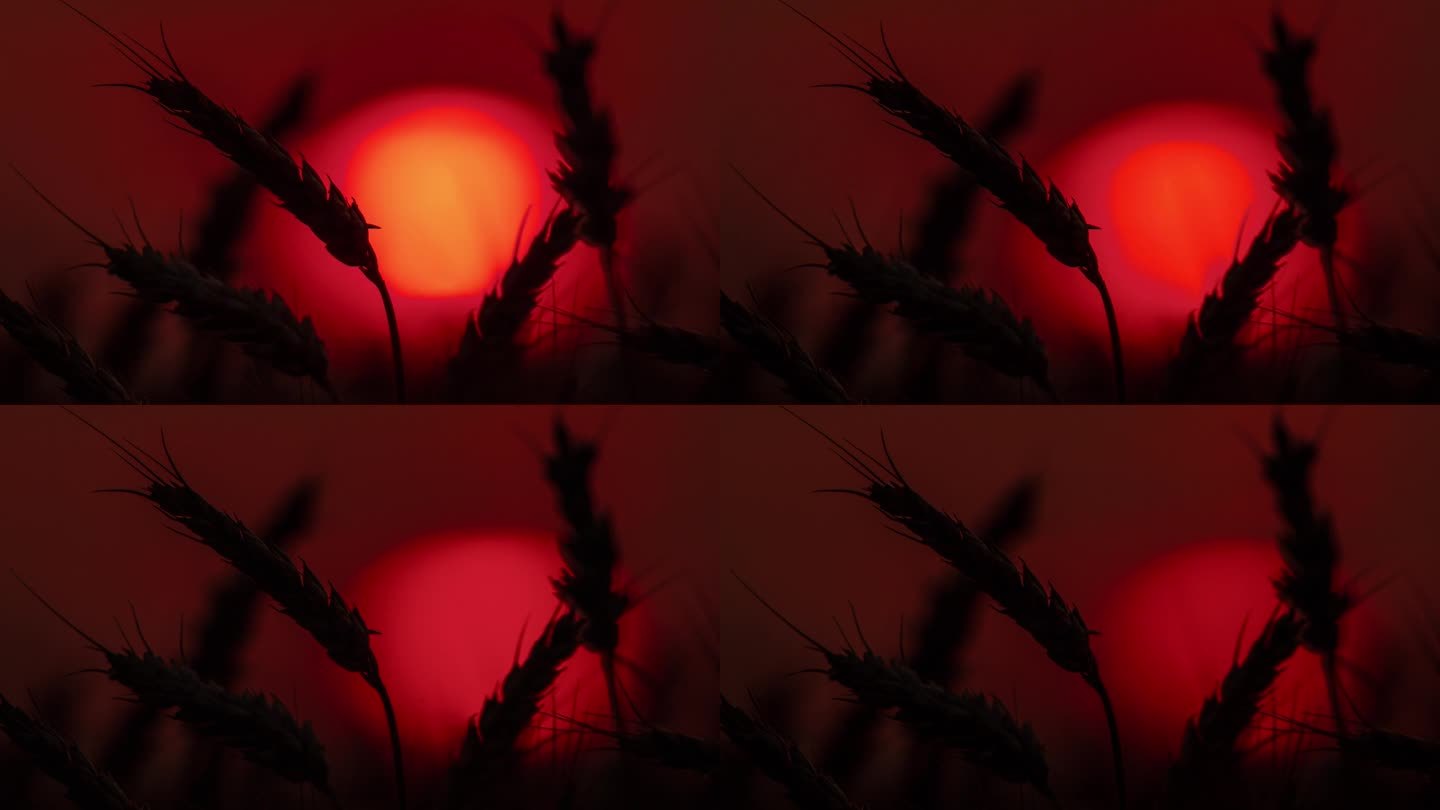 时间流逝，太阳落在麦秆后面。麦穗。