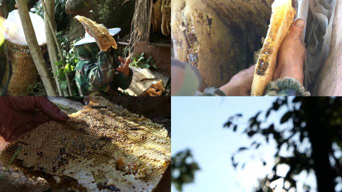 蜂农收获岩蜂蜜土蜂蜜崖蜜
