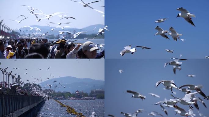 海埂大坝飞翔的海鸥