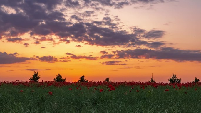 乡间红色罂粟花背后的夕阳