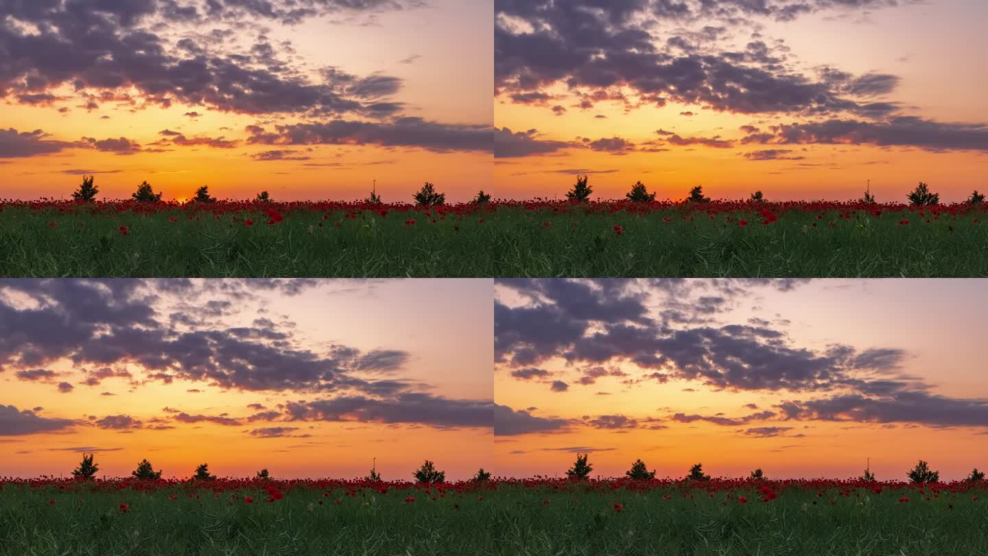 乡间红色罂粟花背后的夕阳
